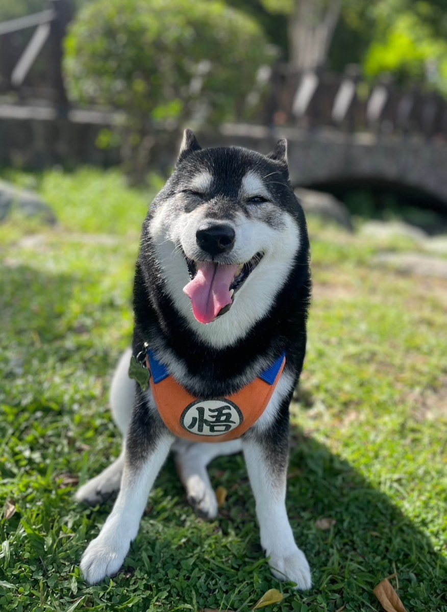 庭で笑う黒柴。仕上がりの元になった写真
